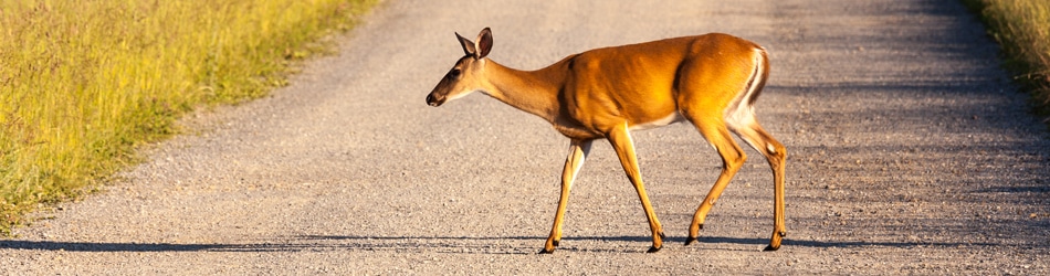 deer crossing a country road